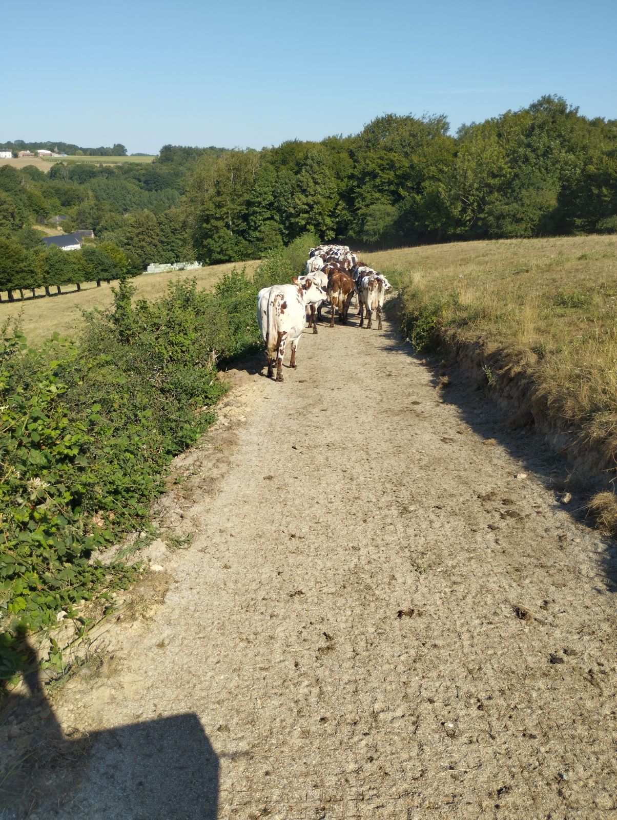 SCEA DE LA SOURCE - STE AUSTREBERTHE (76)