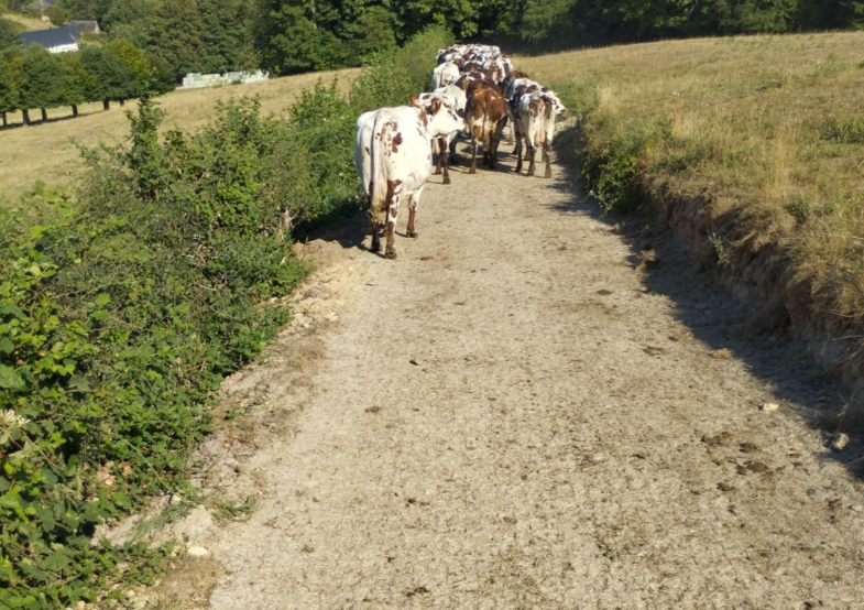 SCEA DE LA SOURCE - STE AUSTREBERTHE (76)